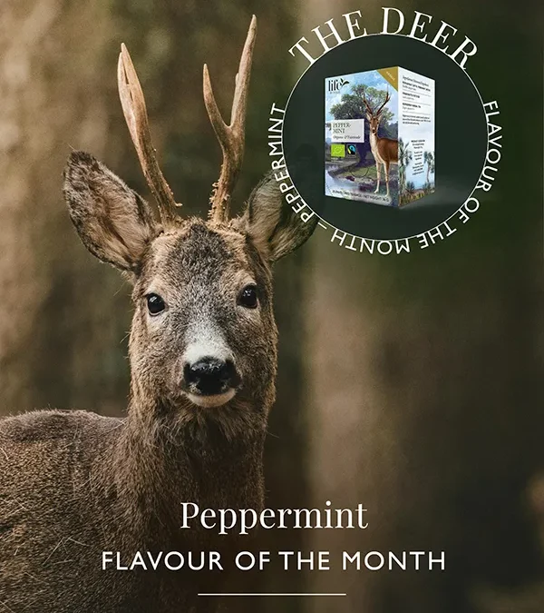 Meet the deer behind our Peppermint